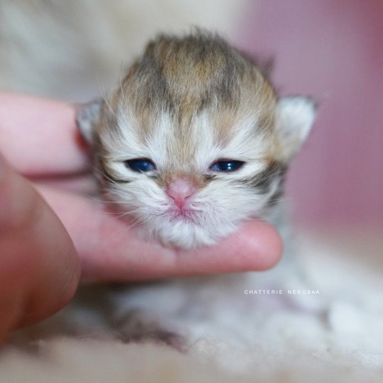 chaton British Longhair black golden shaded Pepette Chatterie Nekobaa black golden shaded