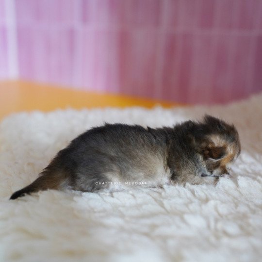 chaton British Longhair black golden shaded Pepette Chatterie Nekobaa black golden shaded