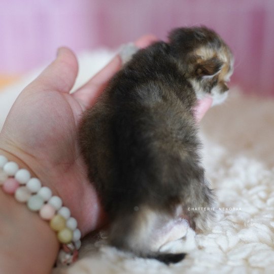 chaton British Longhair black golden shaded Pepette Chatterie Nekobaa black golden shaded