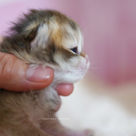 chaton British Longhair black golden shaded Pepette Chatterie Nekobaa black golden shaded