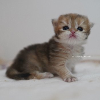 Pepette Femelle British Longhair