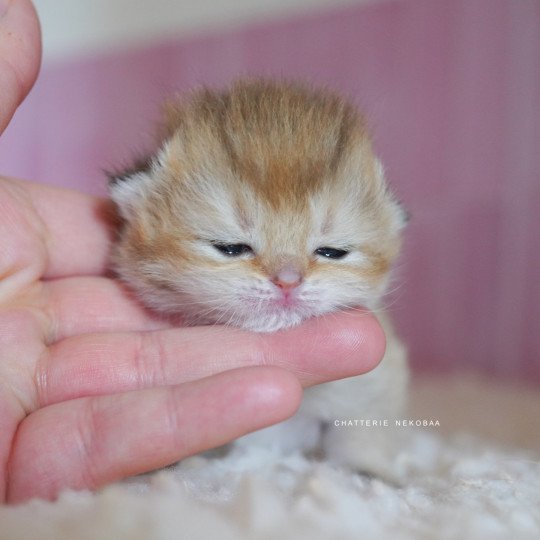 chaton British Shorthair black golden shaded Poupette Chatterie Nekobaa black golden shaded
