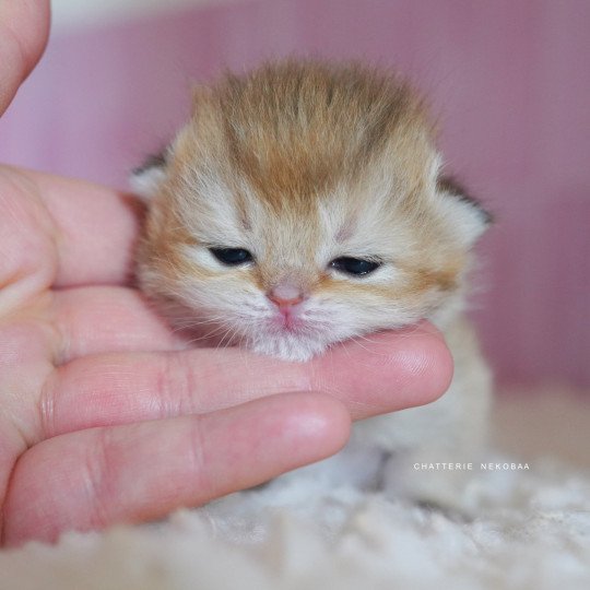 chaton British Shorthair black golden shaded Poupette Chatterie Nekobaa black golden shaded