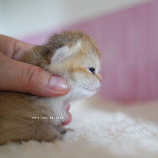 chaton British Shorthair black golden shaded Poupette Chatterie Nekobaa black golden shaded