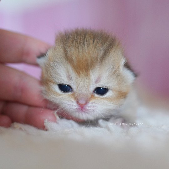 chaton British Shorthair black golden shaded Poupette Chatterie Nekobaa black golden shaded
