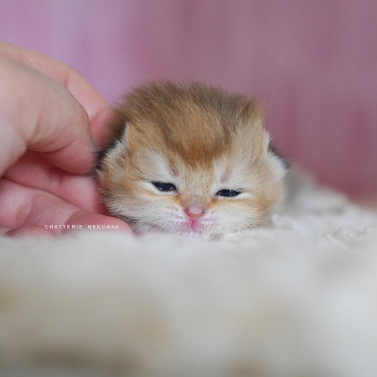 chaton British Shorthair black golden shaded Poupette Chatterie Nekobaa black golden shaded