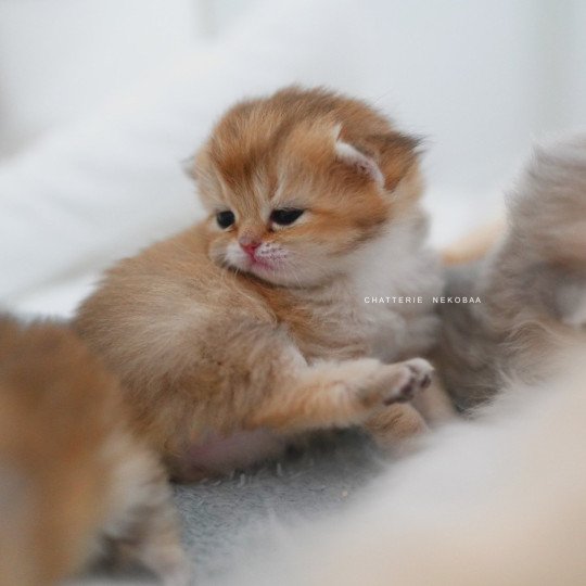 chaton British Shorthair black golden shaded Poupette Chatterie Nekobaa black golden shaded