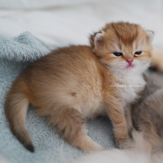 chaton British Shorthair black golden shaded Poupette Chatterie Nekobaa black golden shaded
