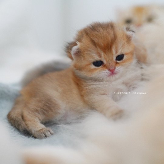 chaton British Shorthair black golden shaded Poupette Chatterie Nekobaa black golden shaded