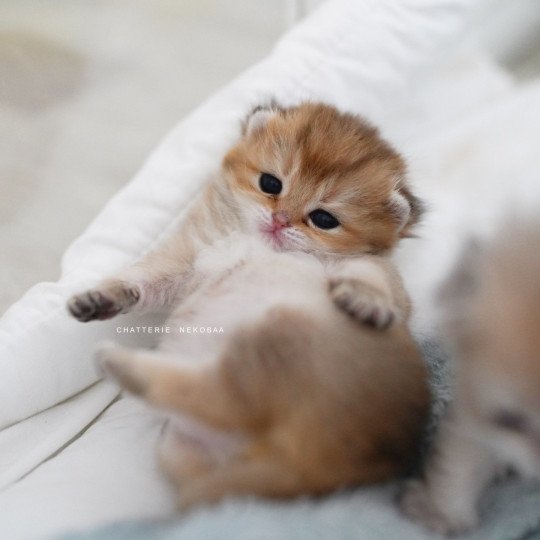 chaton British Shorthair black golden shaded Poupette Chatterie Nekobaa black golden shaded