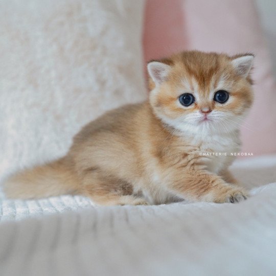 chaton British Shorthair black golden shaded Poupette Chatterie Nekobaa black golden shaded