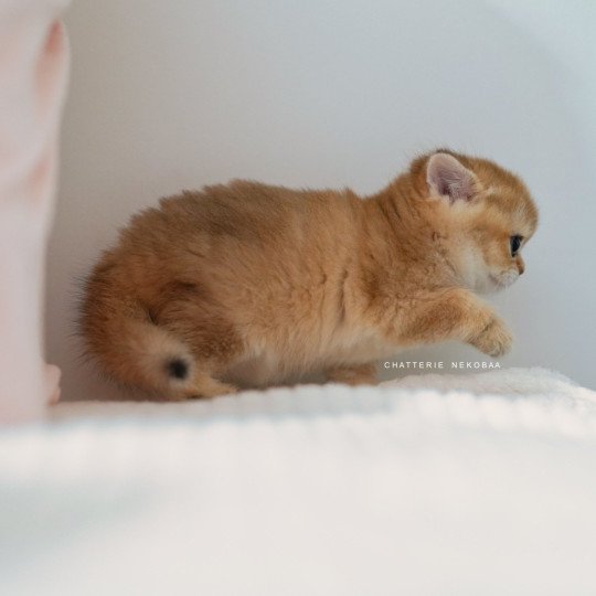 chaton British Shorthair black golden shaded Poupette Chatterie Nekobaa black golden shaded