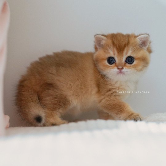 chaton British Shorthair black golden shaded Poupette Chatterie Nekobaa black golden shaded