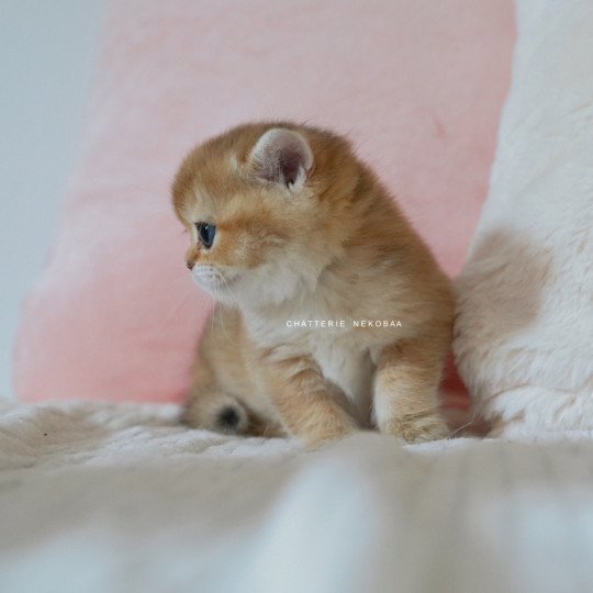 chaton British Shorthair black golden shaded Poupette Chatterie Nekobaa black golden shaded
