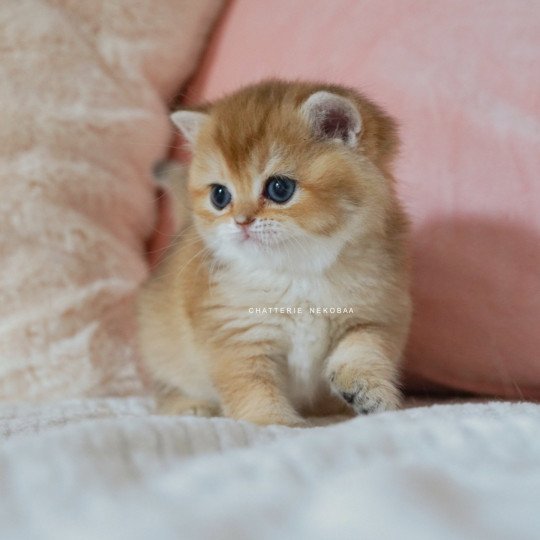 chaton British Shorthair black golden shaded Poupette Chatterie Nekobaa black golden shaded