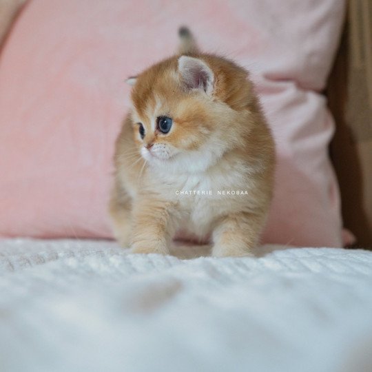 chaton British Shorthair black golden shaded Poupette Chatterie Nekobaa black golden shaded