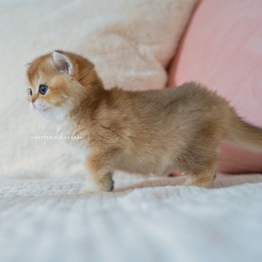 chaton British Shorthair black golden shaded Poupette Chatterie Nekobaa black golden shaded