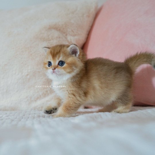 chaton British Shorthair black golden shaded Poupette Chatterie Nekobaa black golden shaded