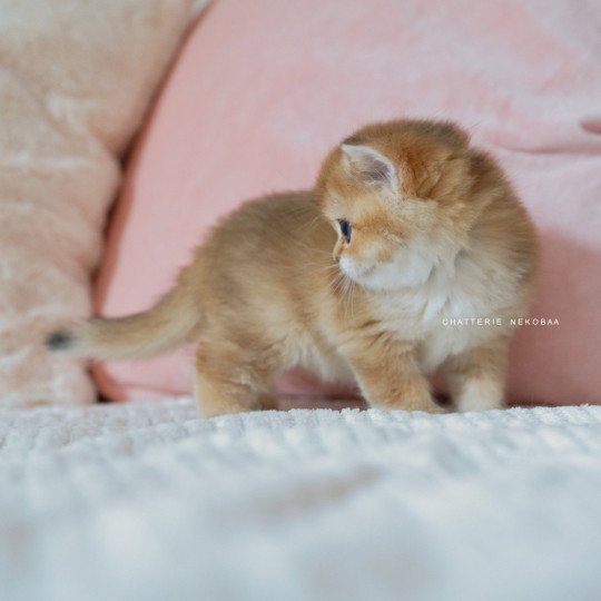 chaton British Shorthair black golden shaded Poupette Chatterie Nekobaa black golden shaded