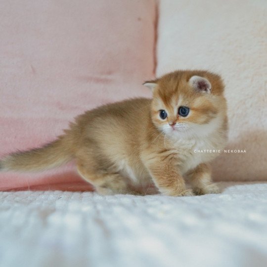 chaton British Shorthair black golden shaded Poupette Chatterie Nekobaa black golden shaded