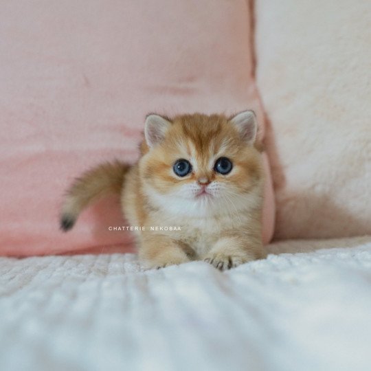 chaton British Shorthair black golden shaded Poupette Chatterie Nekobaa black golden shaded
