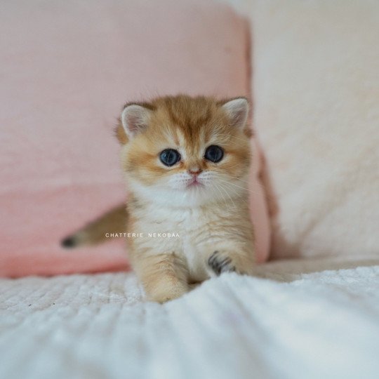 chaton British Shorthair black golden shaded Poupette Chatterie Nekobaa black golden shaded