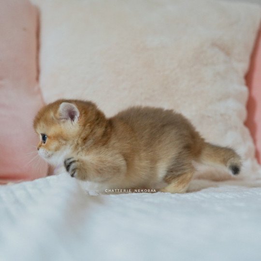 chaton British Shorthair black golden shaded Poupette Chatterie Nekobaa black golden shaded