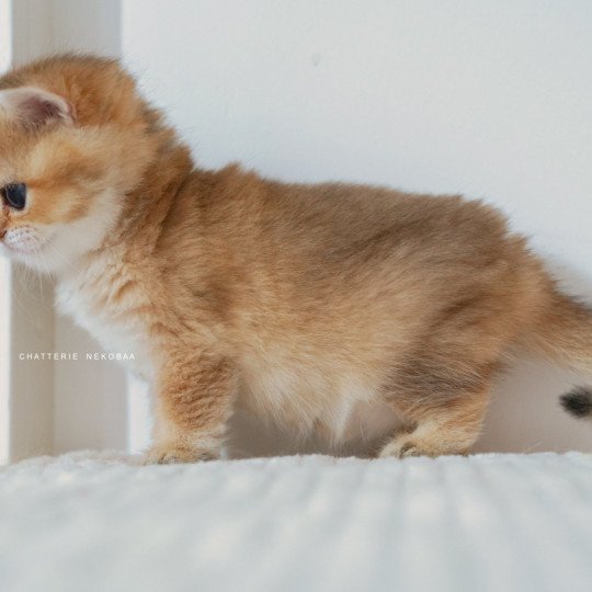 chaton British Shorthair black golden shaded Poupette Chatterie Nekobaa black golden shaded