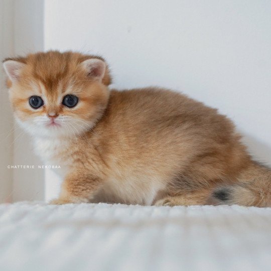 chaton British Shorthair black golden shaded Poupette Chatterie Nekobaa black golden shaded