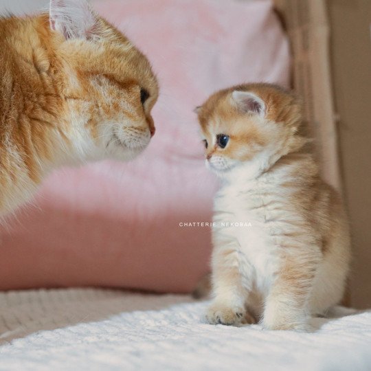 chaton British Shorthair black golden shaded Poupette Chatterie Nekobaa black golden shaded