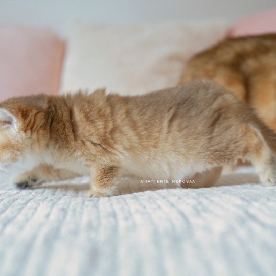 chaton British Shorthair black golden shaded Poupette Chatterie Nekobaa black golden shaded