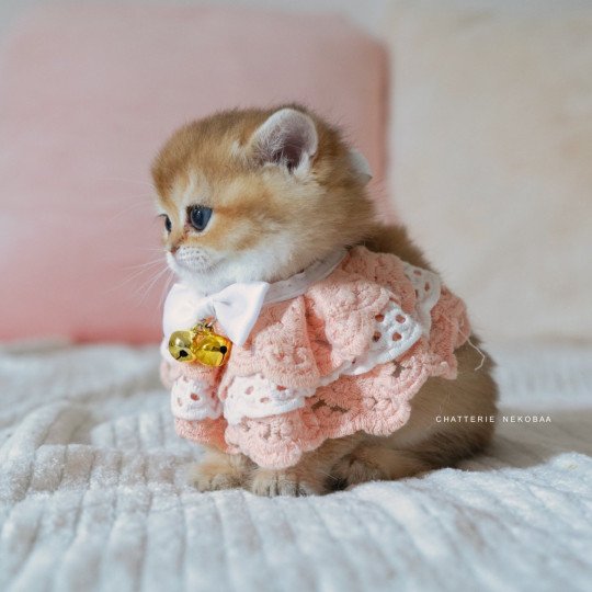 chaton British Shorthair black golden shaded Poupette Chatterie Nekobaa black golden shaded