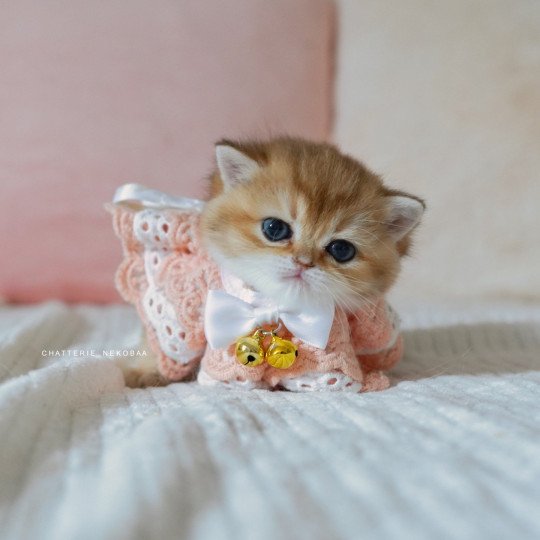 chaton British Shorthair black golden shaded Poupette Chatterie Nekobaa black golden shaded