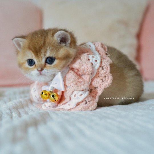 chaton British Shorthair black golden shaded Poupette Chatterie Nekobaa black golden shaded