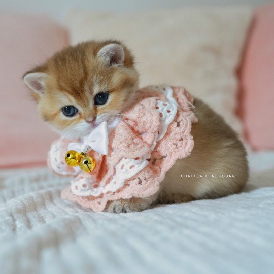 chaton British Shorthair black golden shaded Poupette Chatterie Nekobaa black golden shaded