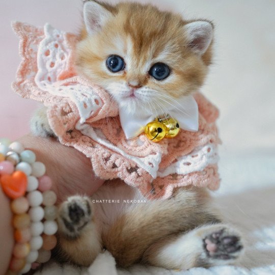 chaton British Shorthair black golden shaded Poupette Chatterie Nekobaa black golden shaded