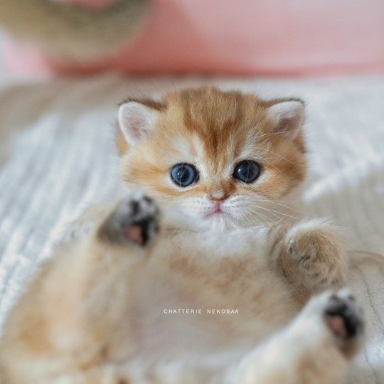 chaton British Shorthair black golden shaded Poupette Chatterie Nekobaa black golden shaded