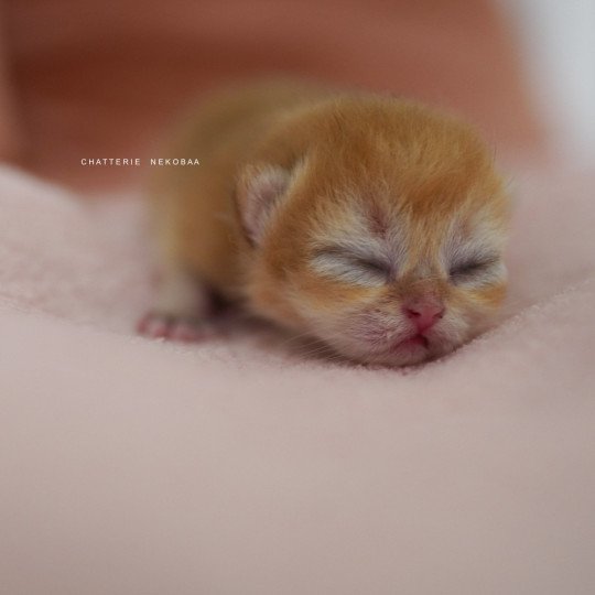 chaton British Shorthair black golden shell Qanao Chatterie Nekobaa black golden shell