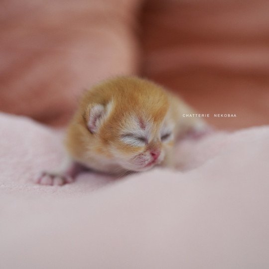 chaton British Shorthair black golden shell Qanao Chatterie Nekobaa black golden shell