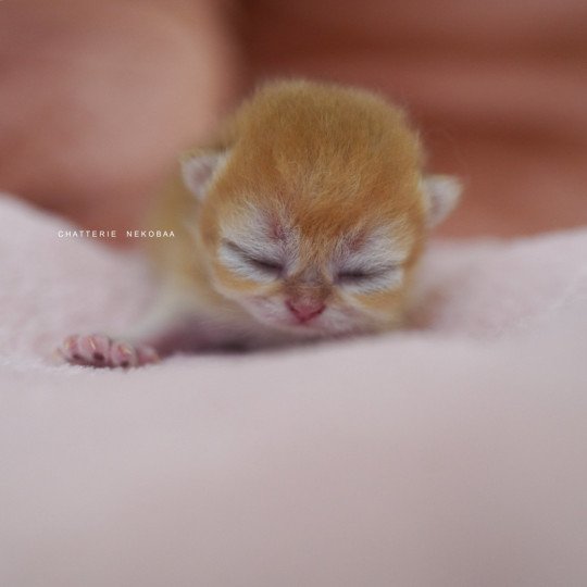 chaton British Shorthair black golden shell Qanao Chatterie Nekobaa black golden shell