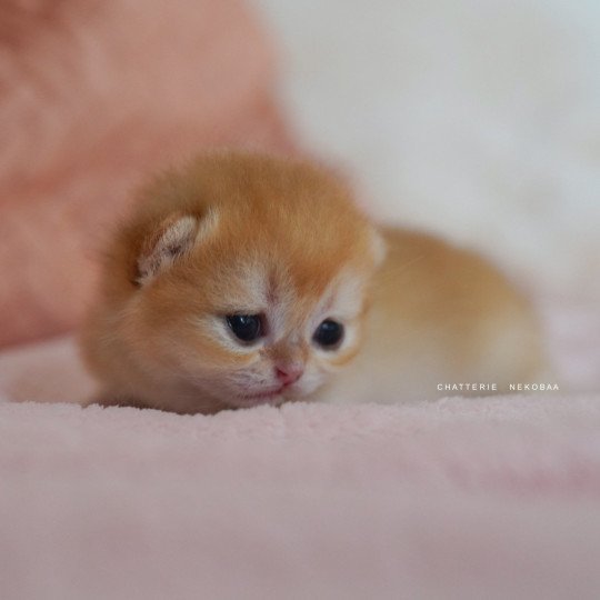 chaton British Shorthair Qanao Chatterie Nekobaa black golden shell