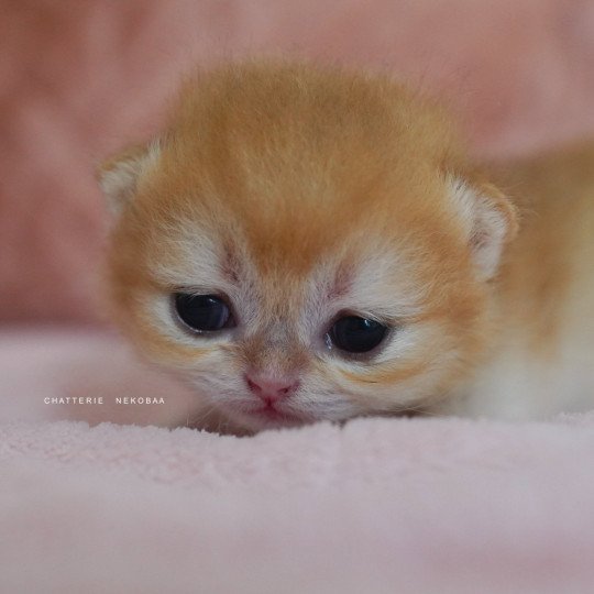 chaton British Shorthair Qanao Chatterie Nekobaa black golden shell