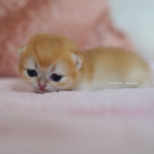 chaton British Shorthair Qanao Chatterie Nekobaa black golden shell