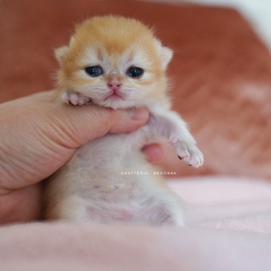 chaton British Shorthair Qanao Chatterie Nekobaa black golden shell