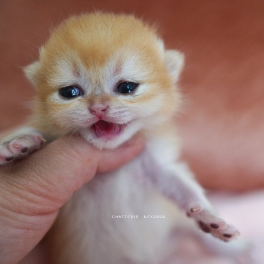 chaton British Shorthair Qanao Chatterie Nekobaa black golden shell