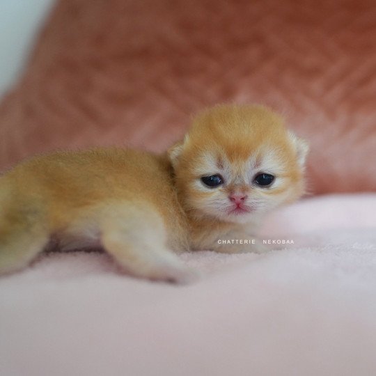 chaton British Shorthair Qanao Chatterie Nekobaa black golden shell
