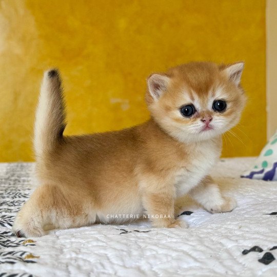 chaton British Shorthair black golden shell Qanao Chatterie Nekobaa black golden shell