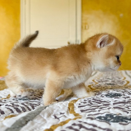 chaton British Shorthair black golden shell Qanao Chatterie Nekobaa black golden shell