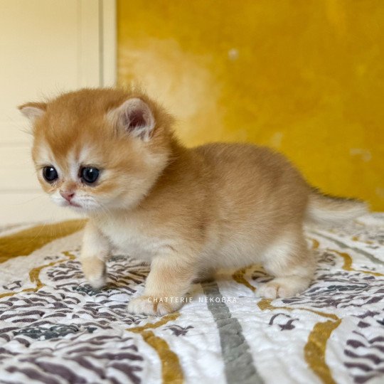 chaton British Shorthair black golden shell Qanao Chatterie Nekobaa black golden shell