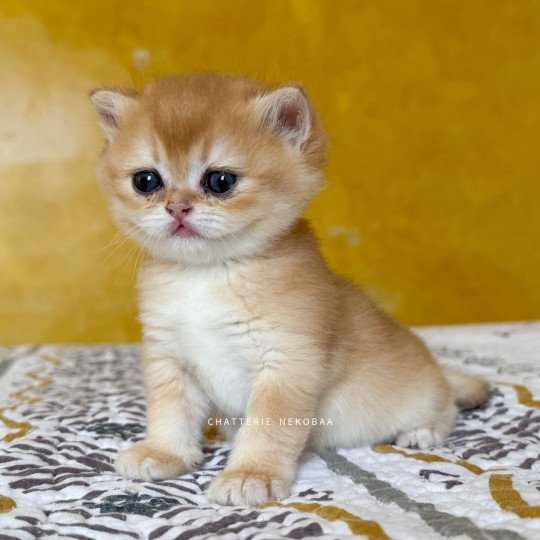chaton British Shorthair black golden shell Qanao Chatterie Nekobaa black golden shell